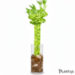نبات البامبو (Lucky Bamboo)