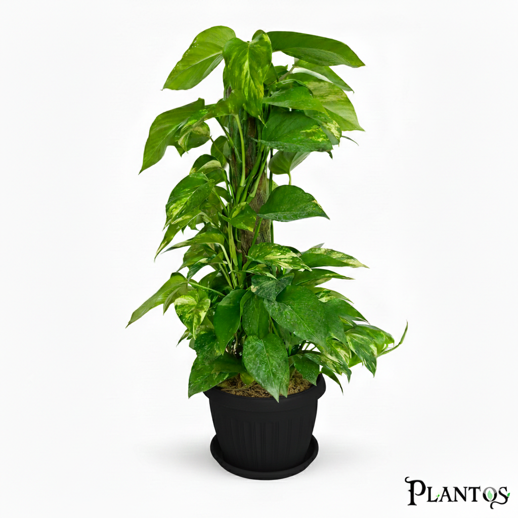 نبات البوتس ستيك (Pothos Stick) نبات البوتس ستيك (Pothos Stick) - الصورة 1