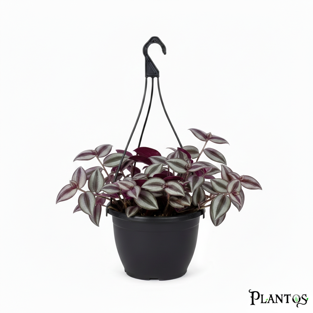 نبات التراديسكانتيا زيبـرينا طارق نبات التراديسكانتيا زيبـرينا (Wandering Jew Plant) Tradescantia - الصورة 1