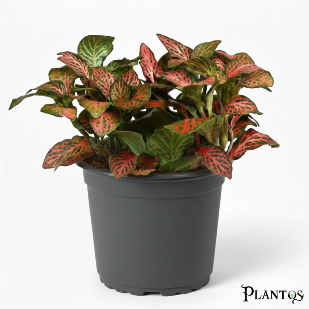 نبات الفيتونيا الحمراء (Fittonia Red) نبات الفيتونيا الحمراء (Fittonia Red) - الصورة 1