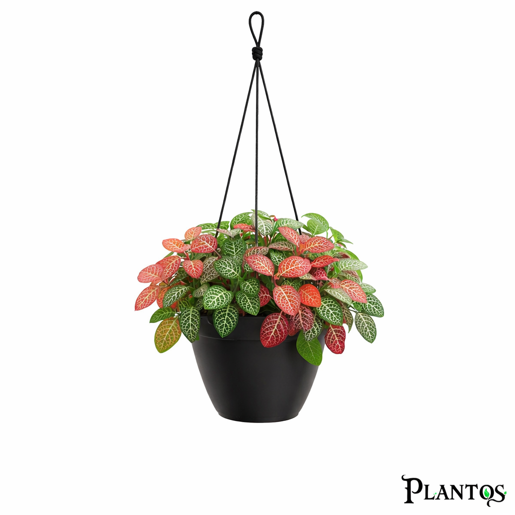 نبات الفيتونيا الملونة (Fittonia) نبات الفيتونيا الملونة (Fittonia) - الصورة 1