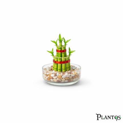 نبات بامبو التورتة (Lucky Bamboo Tower/Pyramid)