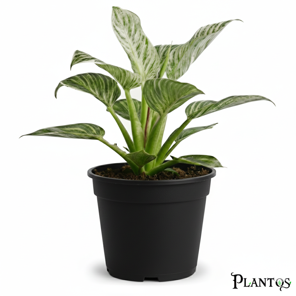 نبات فيلوديندرون بيركين (Philodendron Birkin) نبات فيلوديندرون بيركين (Philodendron Birkin) - الصورة 1