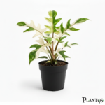 نبات فيلوديندرون فلوريدا بيوتي (Philodendron Florida Beauty)