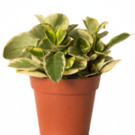 ببروميا مبرقشه(Variegated Peperomia)