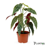 بيجونيا ماكيولاتا (Begonia Maculata)