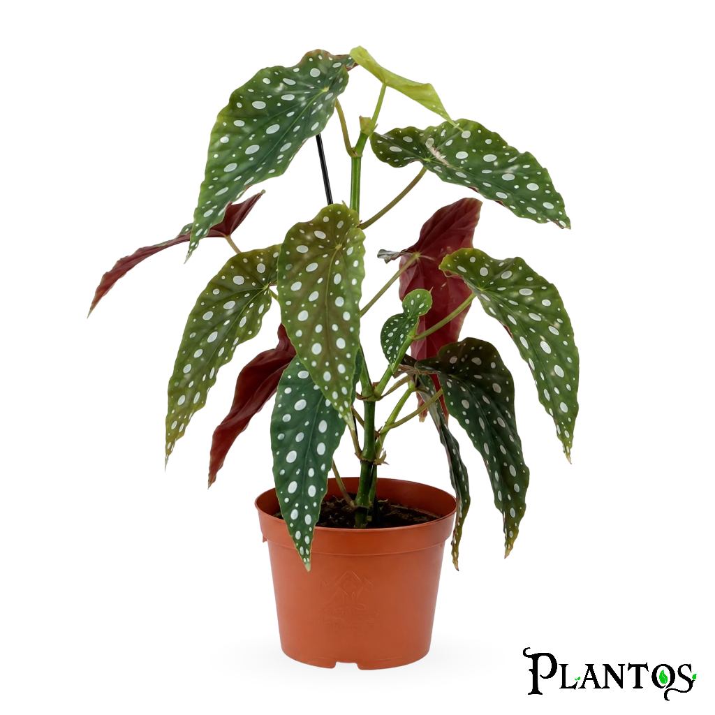 20260629_111510_0000 بيجونيا ماكيولاتا (Begonia Maculata) - Image 1