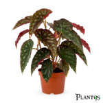 بيجونيا رومبا (Begonia Rumba)