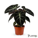 ألوكاسيا بلاك فيلفيت (Alocasia Black Velvet)