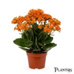 كالانكوي (Kalanchoe)