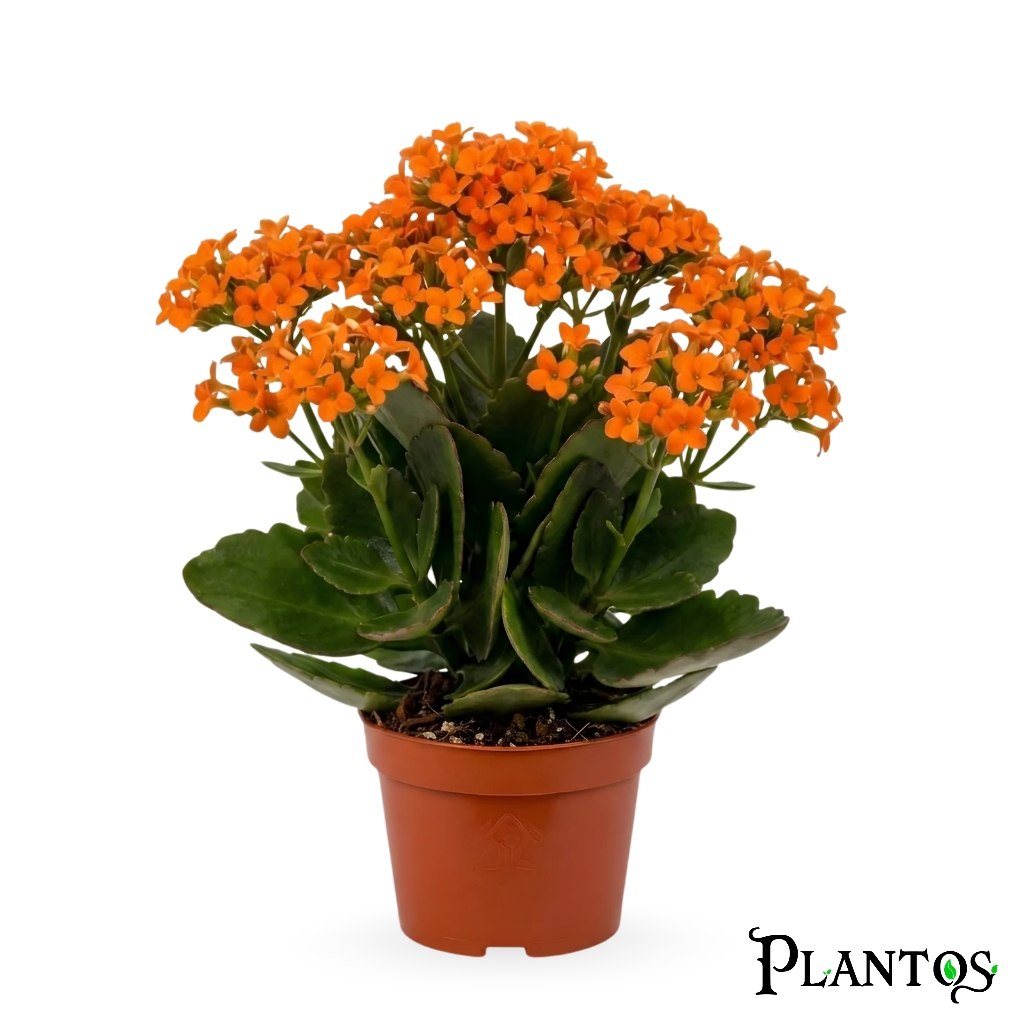 photo_2026-06-30_19-39-33 كالانكوي (Kalanchoe) - Image 1