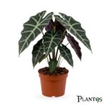 ألوكاسيا بولي (Alocasia Polly)