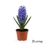 الهيسينث (Hyacinth)