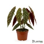 بيجونيا ماكيولاتا (Begonia Maculata)