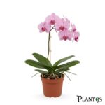 أوركيد الفراشة (Moth Orchid - Phalaenopsis)
