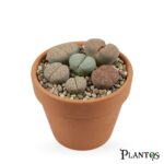 الحجارة الحية (Lithops)