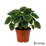 الراديتور أو البيبروميا (Peperomia)
