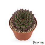 السمبرفيفوم (Sempervivum)