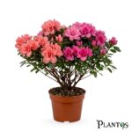 الأزاليا الوردية (Pink Azalea)