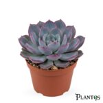 الاشفيريا الحافة البنفسجية (Purple Margin Echeveria)