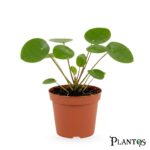 المال الصيني أو البيليا (Pilea peperomioides)