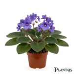 البنفسج الأفريقي (African Violet - Saintpaulia)