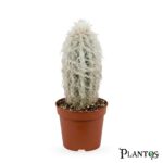 كاكتوس الشيخ أو السيفالوسيريوس (Cephalocereus senilis)