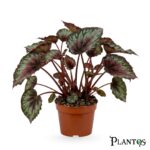 بيجونيا رمبا (Begonia Rumba)
