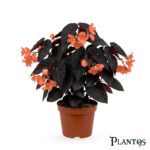 بيجونيا كوكو (Begonia Cocoa)