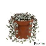 خيط القلوب (Ceropegia woodii)