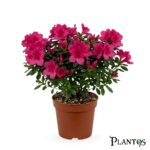 الأزاليا الفوشيا (Fuchsia Azalea)