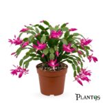 كاكتوس العطلات أو الشلومبيرجيرا (Schlumbergera)