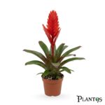 فريسيا الحمراء (Vriesea Red)