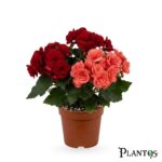 بيجونيا إيلات (Begonia Elat)