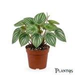 بيبروميا البطيخ (Watermelon Peperomia - Peperomia argyreia)
