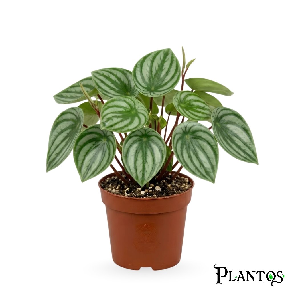 photo_2026-07-01_01-06-41 بيبروميا البطيخ (Watermelon Peperomia - Peperomia argyreia) - Image 1