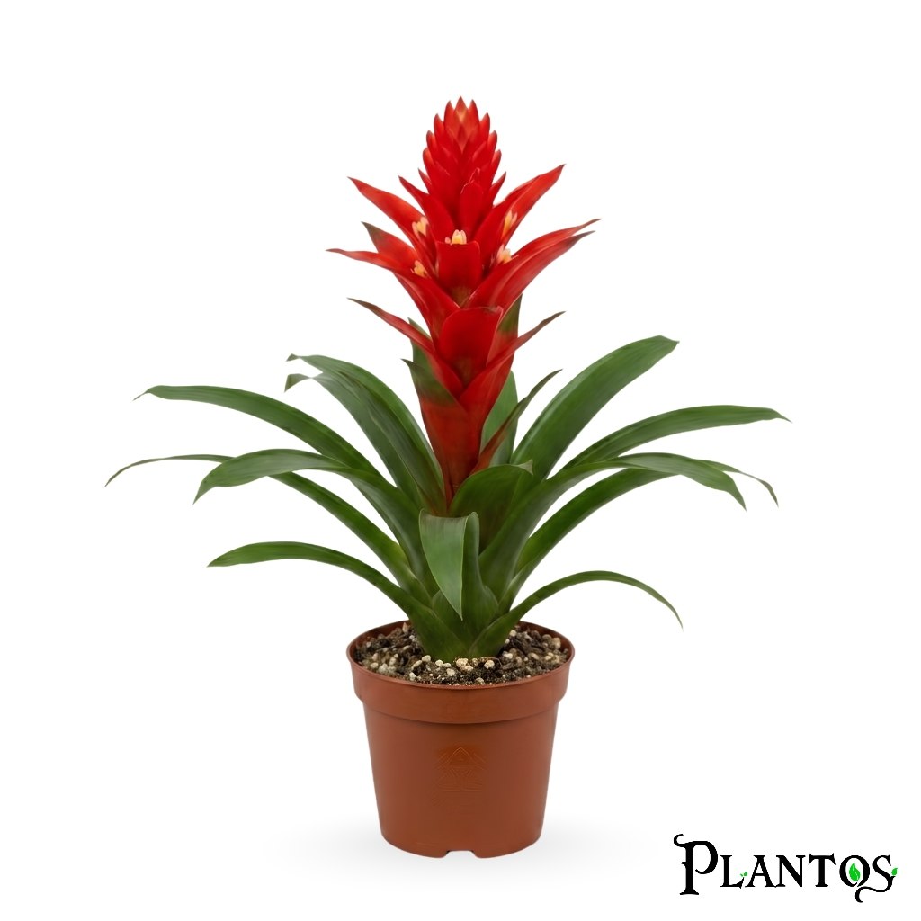 photo_2026-07-01_01-09-53 جوزمانيا الحمراء (Guzmania Red) - Image 1