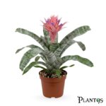 جوزمانيا الوردية (Guzmania Pink)