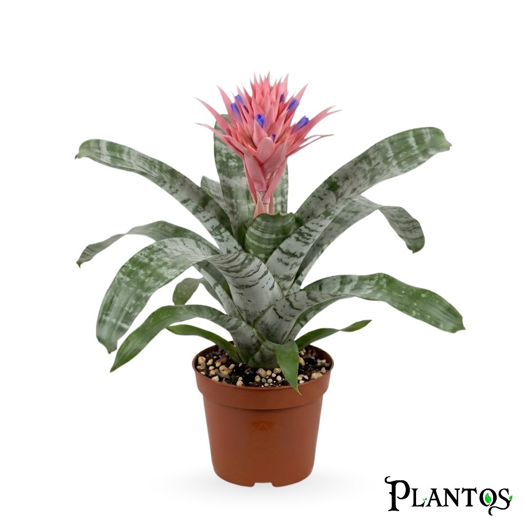 photo_2026-07-01_01-14-59 آيخميا (Aechmea) - Image 1