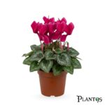 سيكلامن فوشيا (Fuchsia Cyclamen)